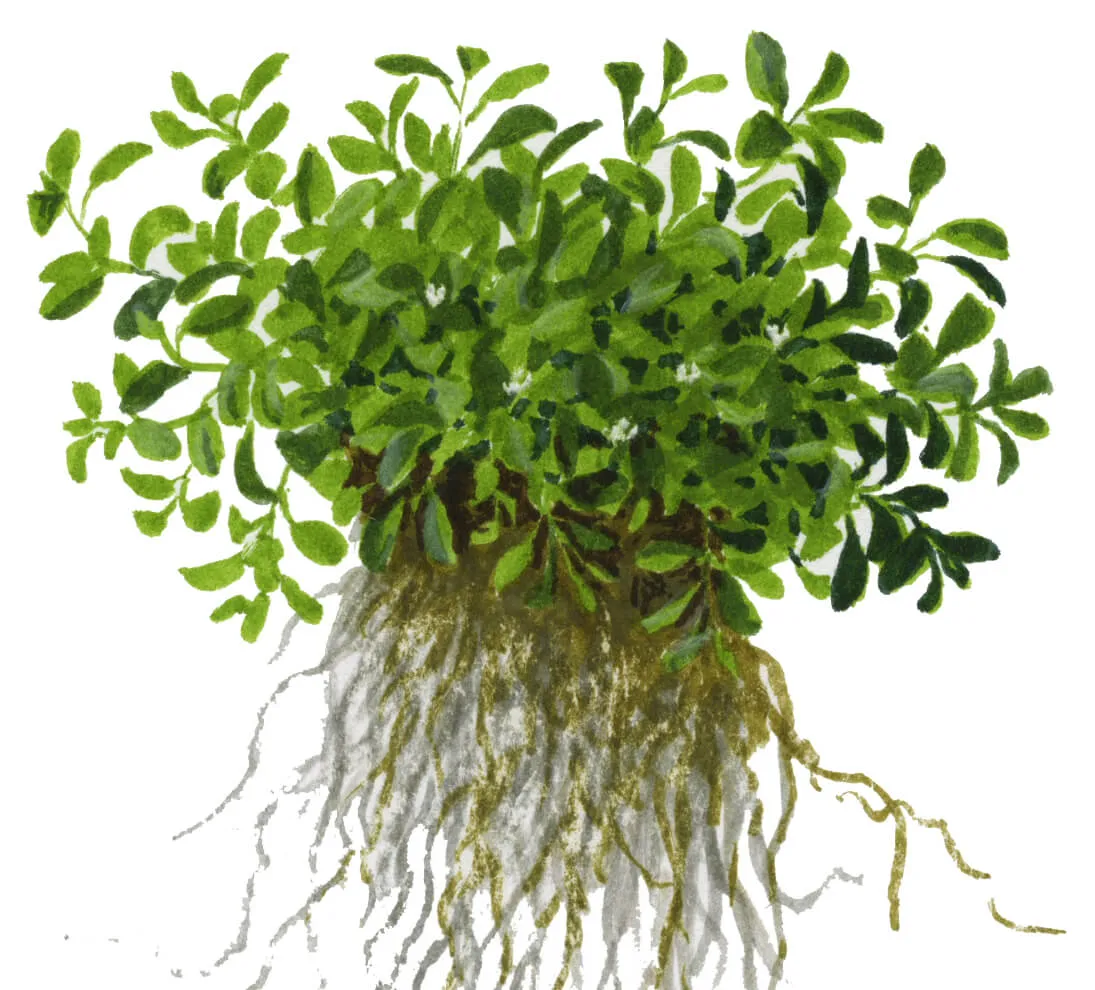 Akvarievalvet Glossostigma elatinoides akvarieväxt matta
