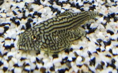 Näsets Ciklidhobby Sewellia lineolata akvariefisk strömvatten