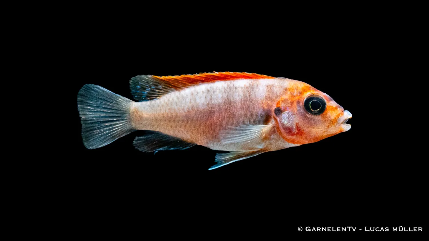 Garnelen TV Labidochromis hongi Red Top ciklid