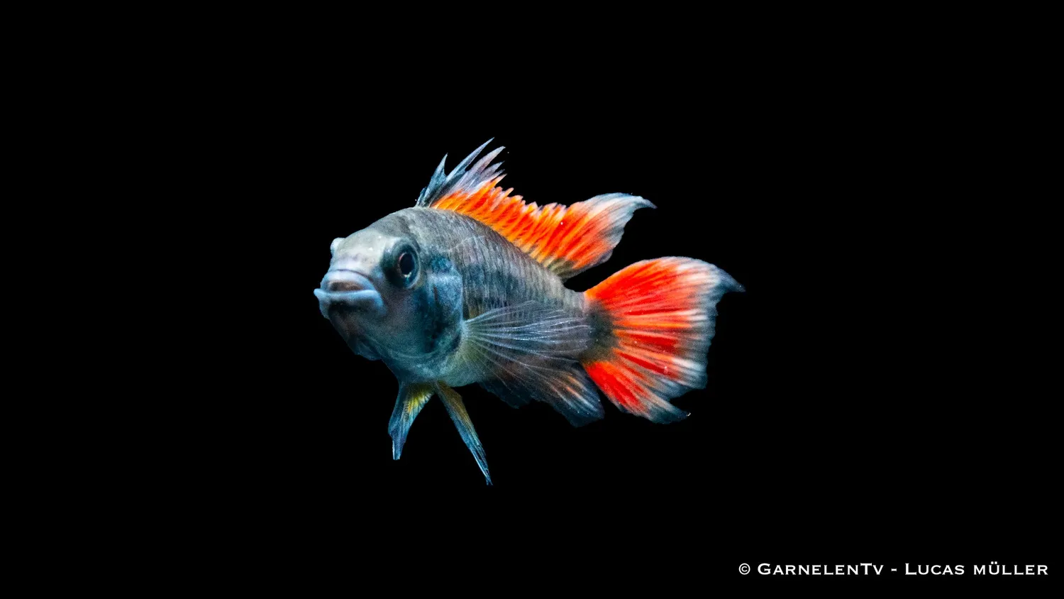 Kakaduzwergbuntbarsch orange Apistogramma cacatuoides dvärgcichlid