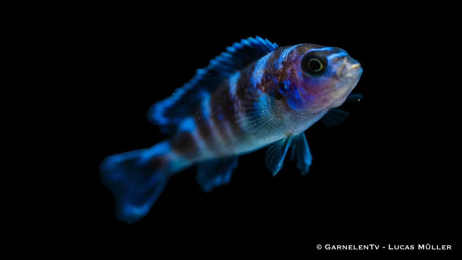 Garnelen TV Demasoni malawiciklid Pseudotropheus