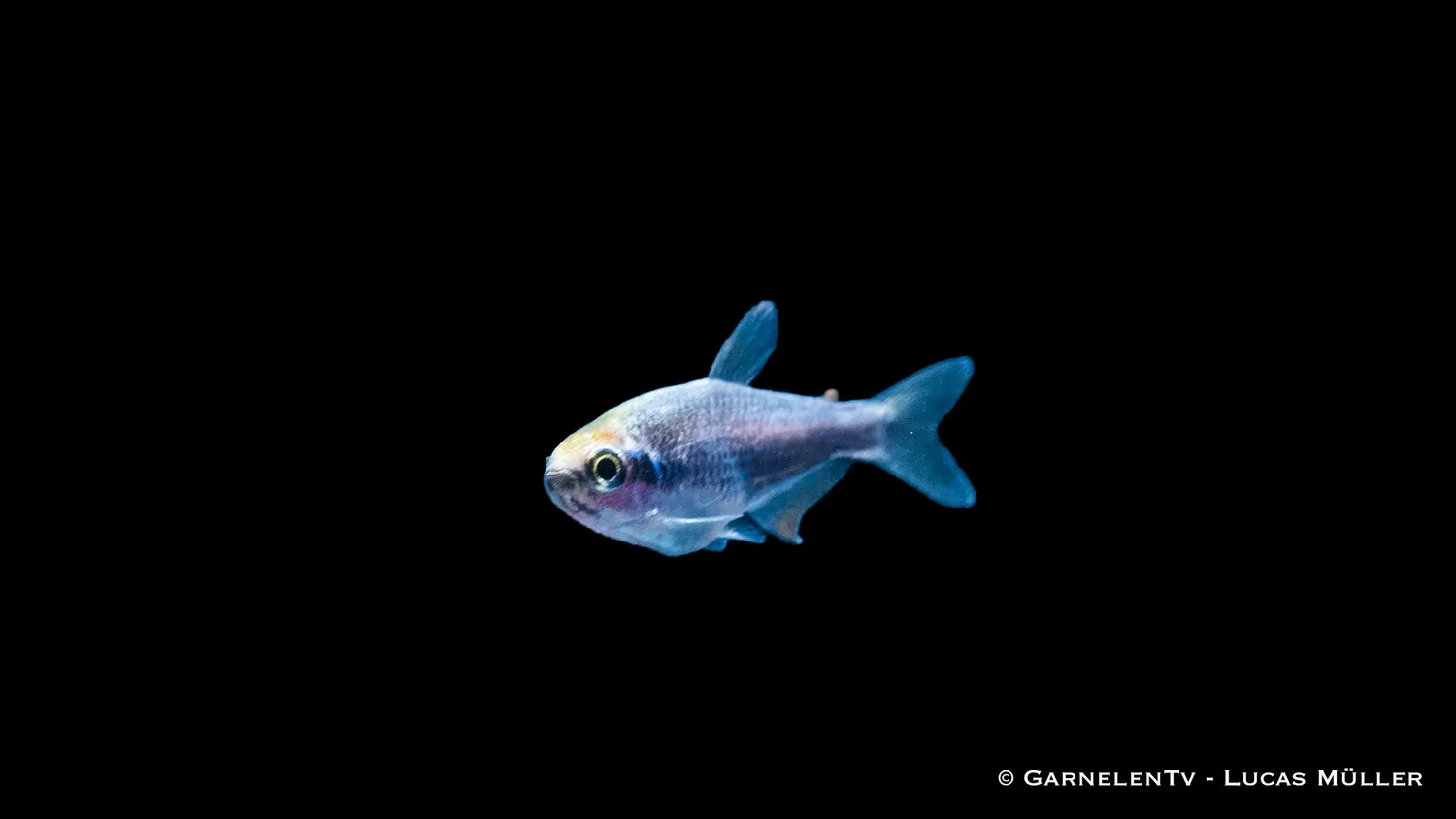 Garnelen TV Kungstetra Super Blue stimfisk blå