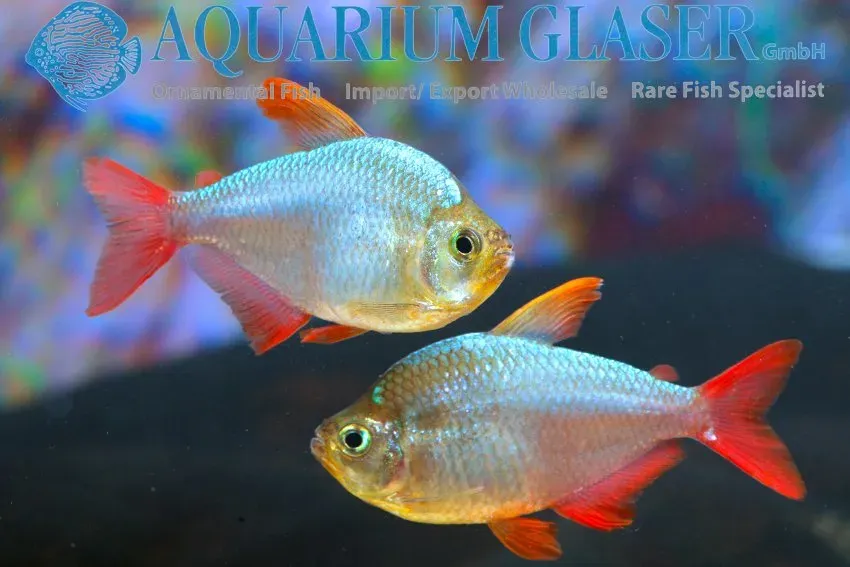 Näsets Hyphessobrycon columbianus tetra md stim