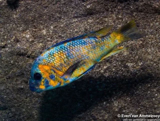 Näsets Ciklidhobby Petrochromis Kazumbe Cape Kabogo ciklid 10–12 cm