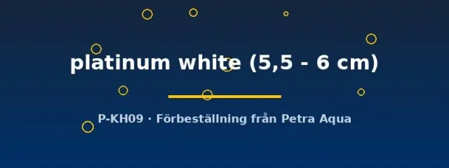 Pterophyllum scalare platinum white skalar 5,5–6 cm vit