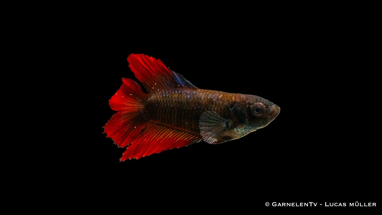 Garnelen TV Gabelschwanz kampfiskhona Betta 6-8 cm