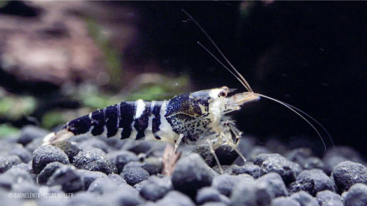 Garnelen TV Caridina logemanni Crystal Black räka
