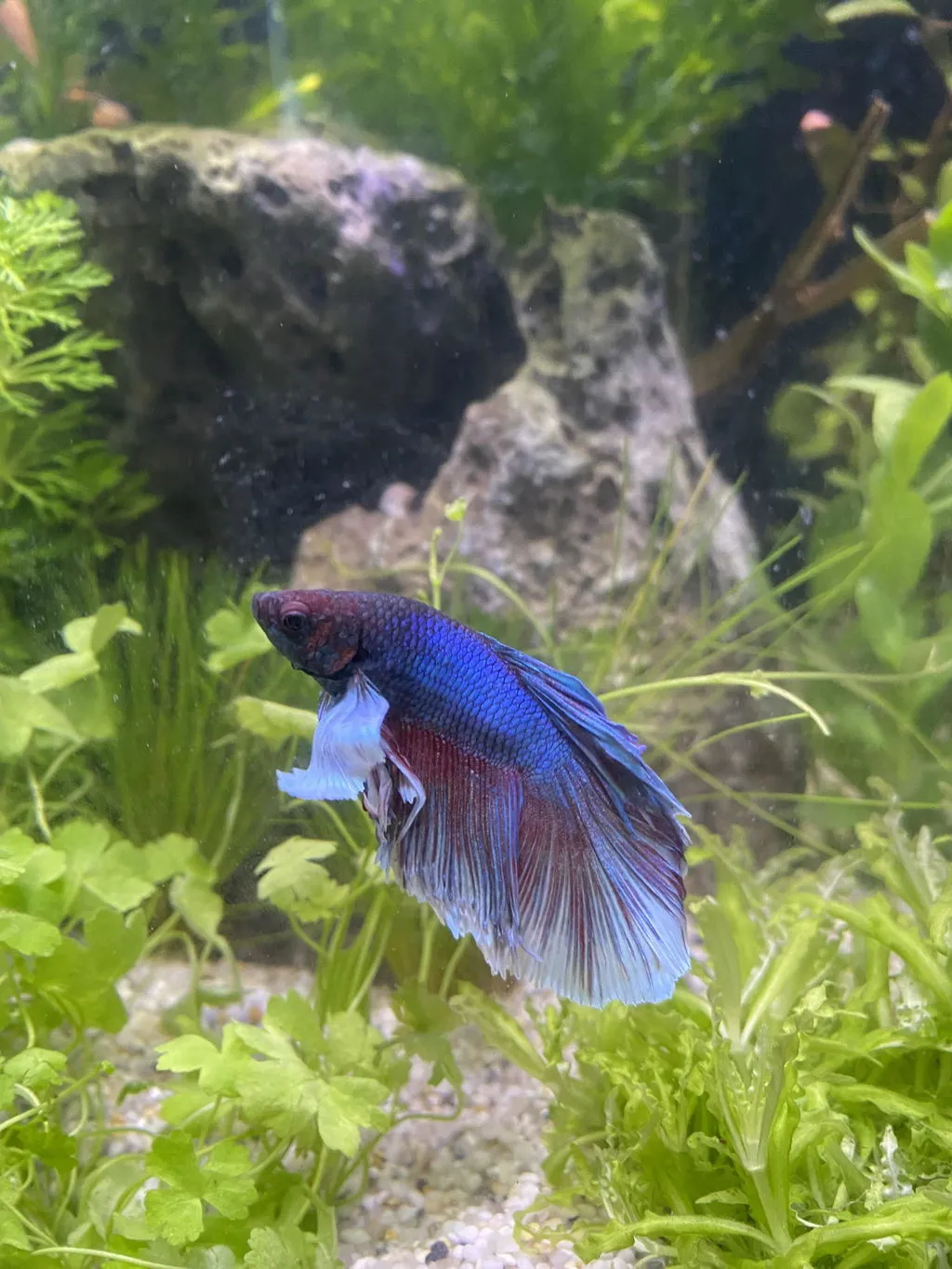 Garnelen TV Kampfisk Superdelta Dumbo Ear hane akvariefisk