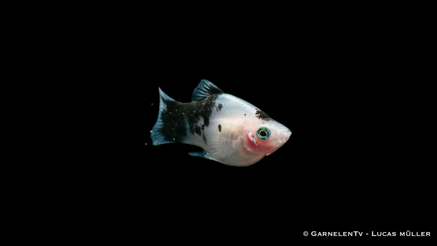 Garnelen TV Dalmatiner Xiphophorus maculatus platy