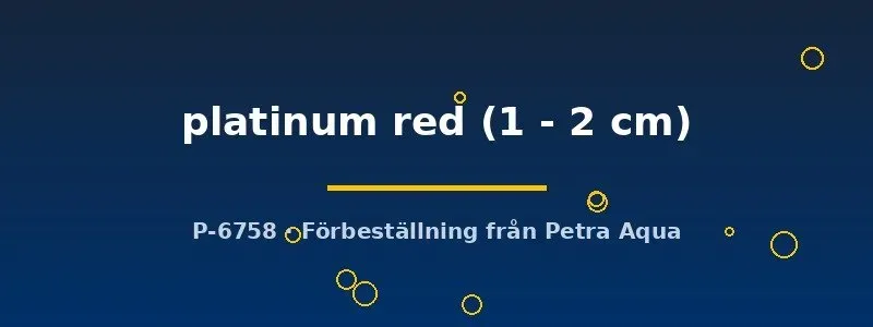 Näsets Ciklidhobby Poecilia endler platinum red hane 1–2 cm