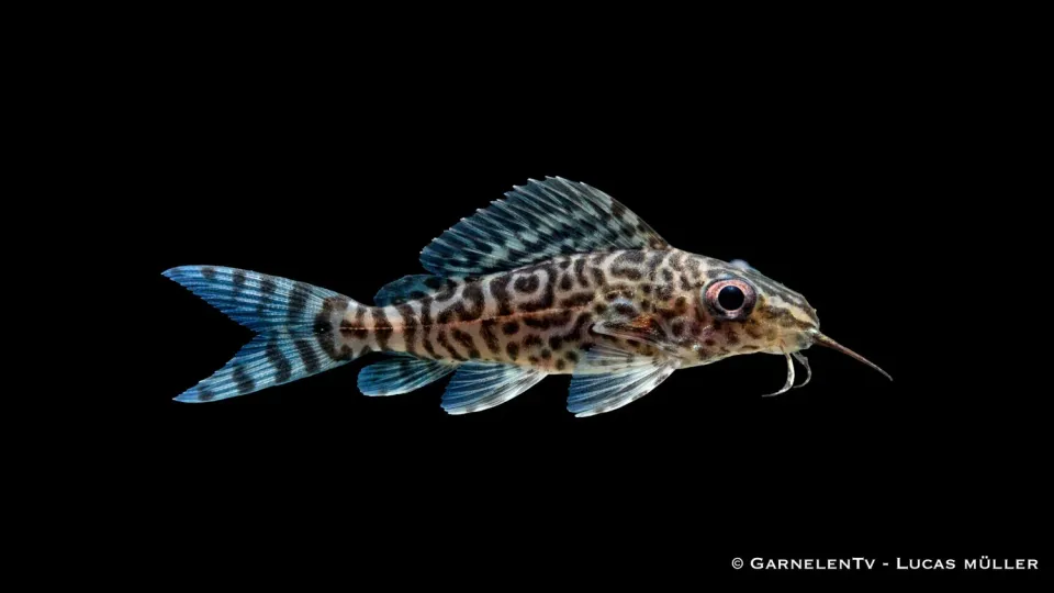 Garnelen TV Synodontis eupterus bottenmal nattaktiv