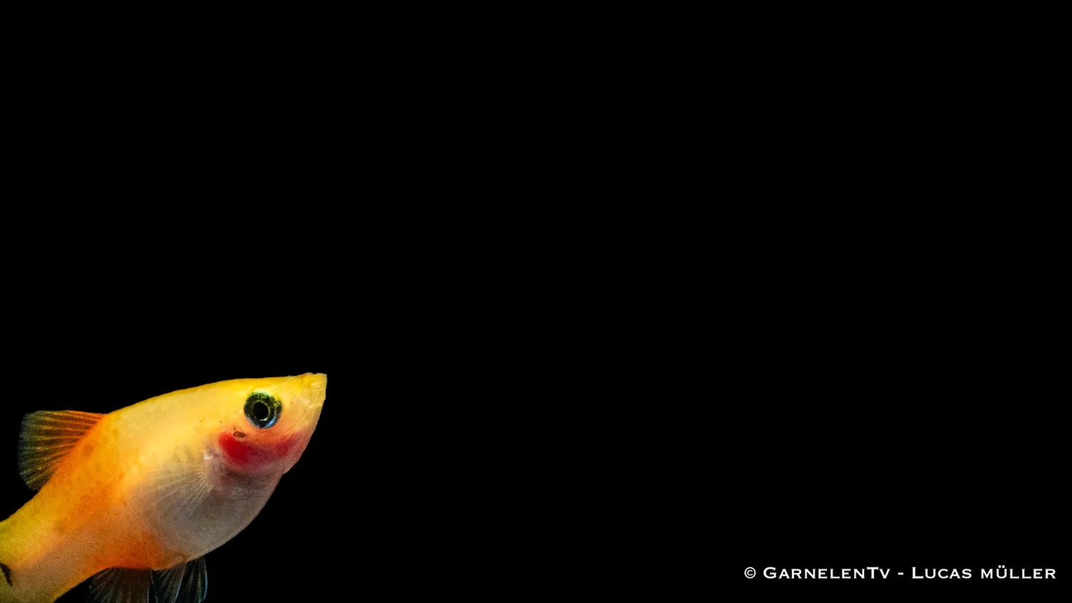 Garnelen TV Platy Ananas Xiphophorus maculatus sällskapsfisk gul