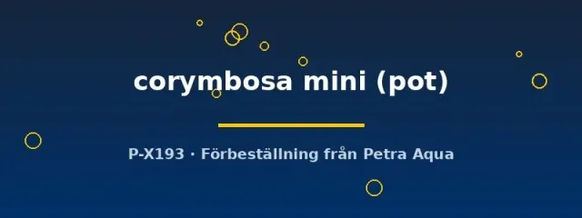 Näsets Ciklidhobby Hygrophila corymbosa mini pot akvarieväxt