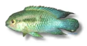 Näsets Ciklidhobby Laetacara curviceps akvariefisk >7 cm lugn