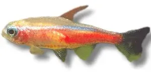 Näsets Ciklidhobby Neon Tetra Gold akvariefisk 3–3,5 cm stim