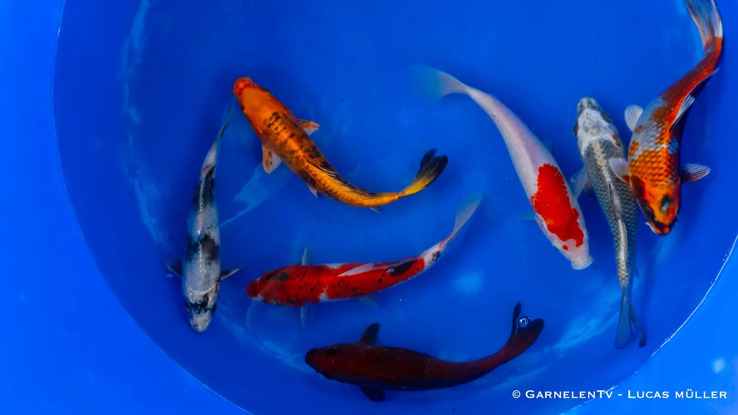 Garnelen TV Koi B Cyprinus Carpio koi 20-25 cm damm