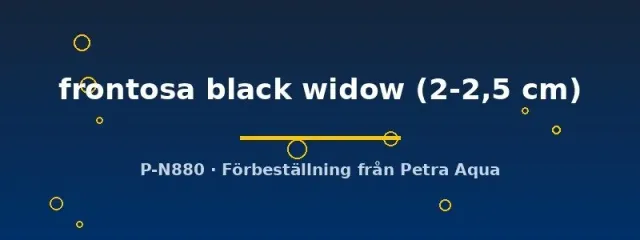 Näsets Ciklidhobby Frontosa Black Widow 2-2,5cm ciklid
