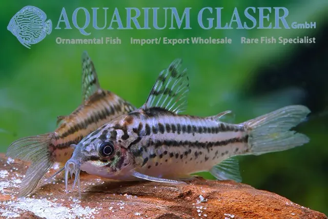 Corydoras elegans lg pansarmal förbeställning