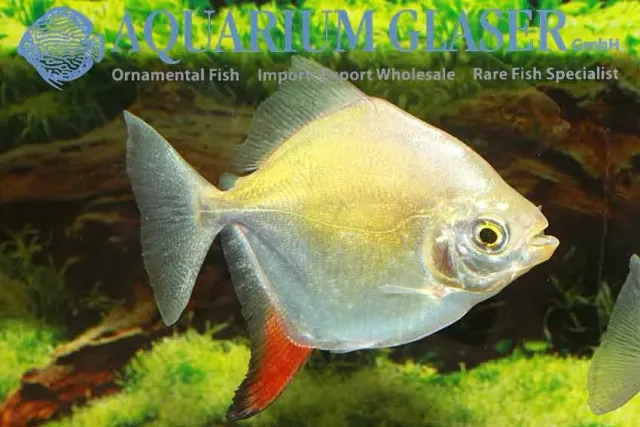 Näsets Ciklidhobby Myleus rubripinnis red hook tetra 6–8 cm