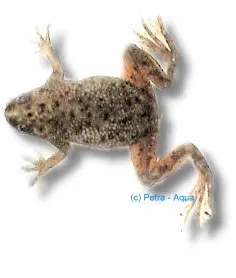 Näsets Ciklidhobby African dwarf frog akvariegroda 2–2,5 cm