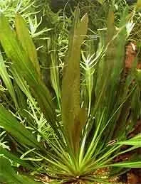 Näsets Ciklidhobby Echinodorus uruguyanensis planta i kruka