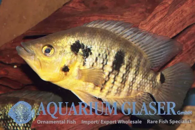 Näsets Ciklidhobby Caquetaia Kraussii ciklid 5–7 cm