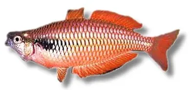 Näsets Ciklidhobby Lake Kuromai regnbågsfisk 5–6 cm