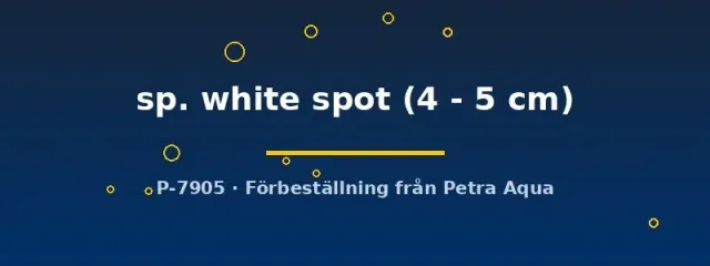 Näsets L344 Ancistrus white spot mal 4–5 cm algätare