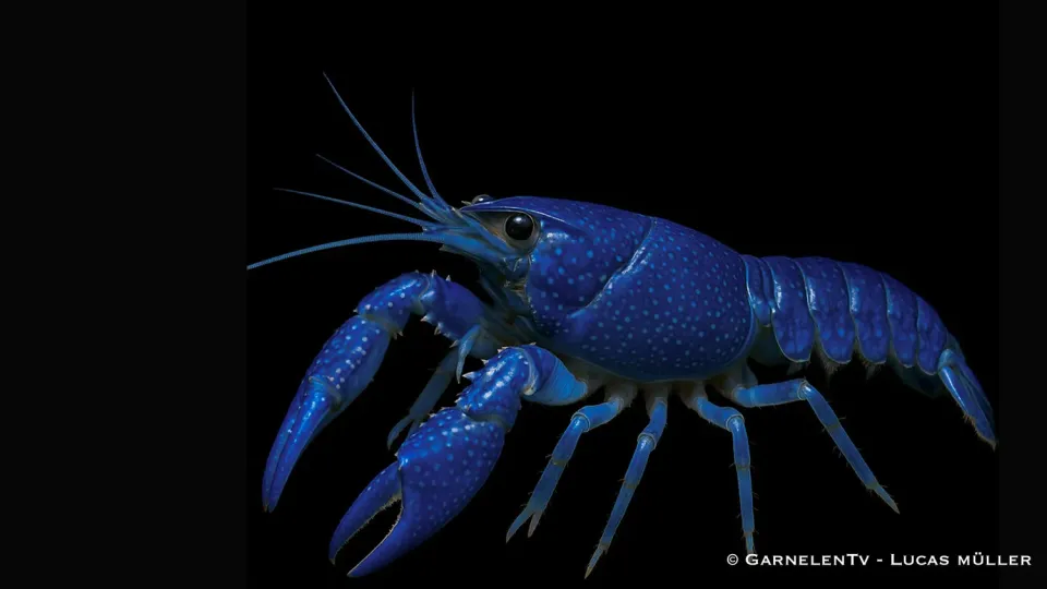 Garnelen TV Florida Procambarus alleni kräfta blå