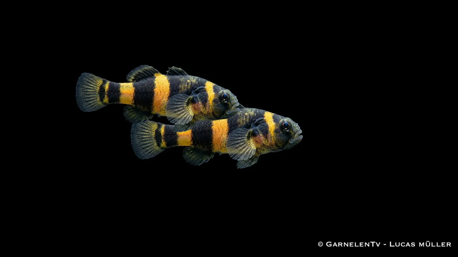 Garnelen TV Brachygobius xanthozona grundel 3-4 cm