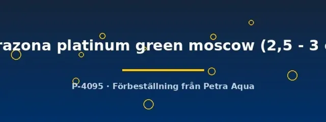 Barbus tetrazona platinum tigerbarb 2,5–3 cm green moscow