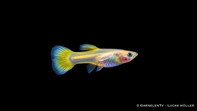 Guppy Lemon hona Poecilia reticulata 5-6 cm