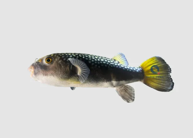 Näsets Ciklidhobby Chelonodontops bengalensis akvariefisk 18–20 cm