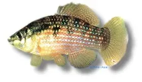 Näsets Ciklidhobby Jordanella floridae akvariefisk 3,5–5 cm algätare