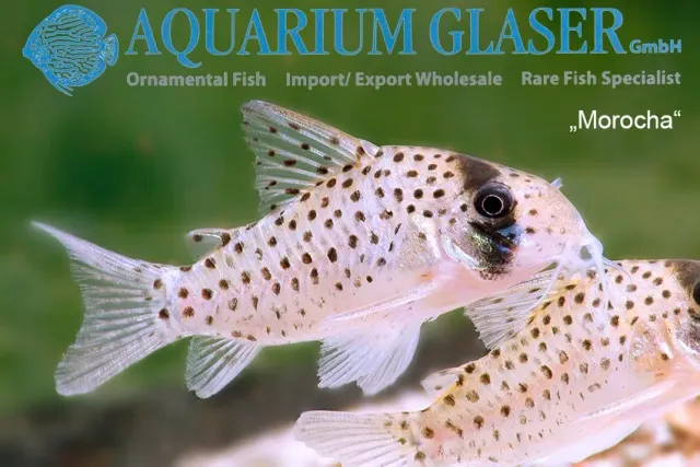 Näsets Ciklidhobby Corydoras atropersonatus md-lg pansarmal fläckig