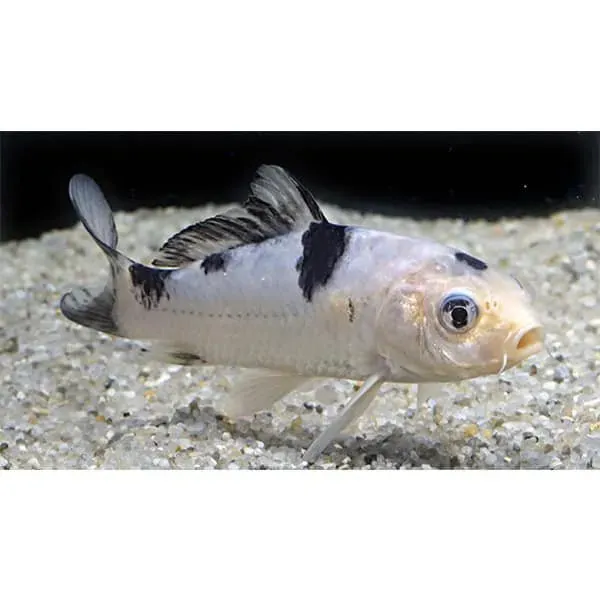 Näsets Ciklidhobby Koi-A Cyprinus carpio dammfisk 20–25 cm mix
