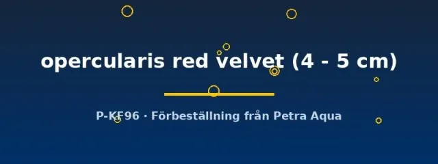 Näsets Ciklidhobby Red Velvet paradisfisk 4–5 cm röd