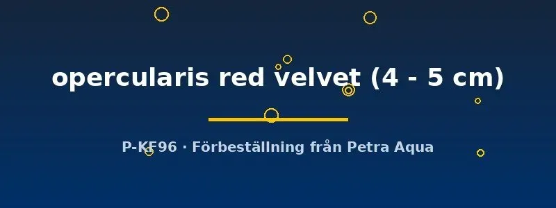 Näsets Ciklidhobby Red Velvet paradisfisk 4–5 cm röd