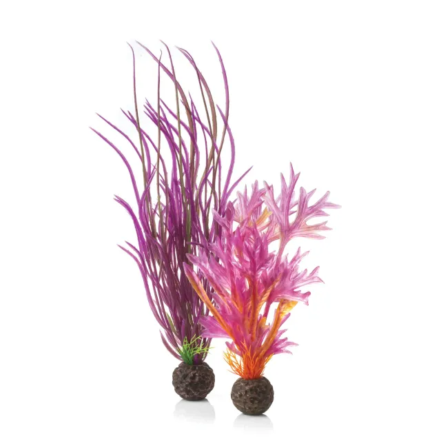 biOrb Medium Red Pink växtset 2-pack 29 cm