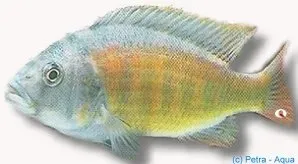 Näsets Haplochromis brownae munruvare 6–7 cm