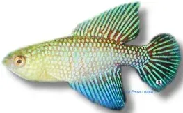 Näsets Ciklidhobby Flumiantis pärlfisk 3-4 cm akvariefisk