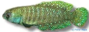 Näsets Ciklidhobby Afinis Pearl Fish Cynolebias afinis killifisk 3–4 cm