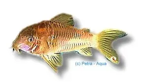 Näsets Ciklidhobby Corydoras aeneus red neon pansarmal 3 cm