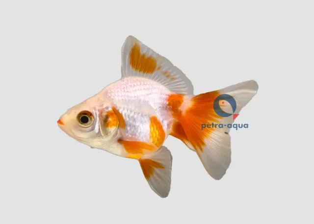 Näsets Ciklidhobby Carassius auratus ryukin mix guldfisk 6–7 cm
