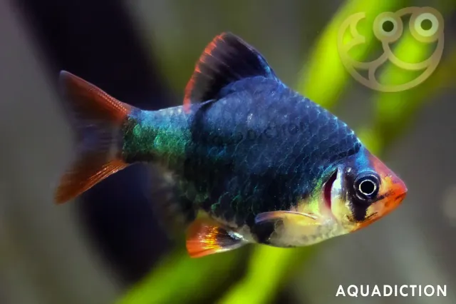 Näsets Tigerbarb Grön Puntigrus tetrazona 2,5–3 cm