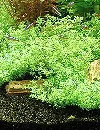 Näsets Hemianthus micranthemoides akvarieväxt kruka buske