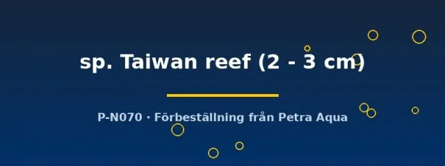 Näsets Protomelas Taiwan reef ciklid 2-3cm malawi