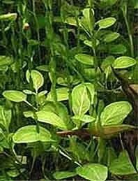 Näsets Ciklidhobby Lobelia cardinalis akvarieväxt kruka grön