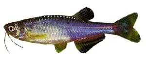 Näsets Ciklidhobby albolineatus pärladanio 3–4 cm stim