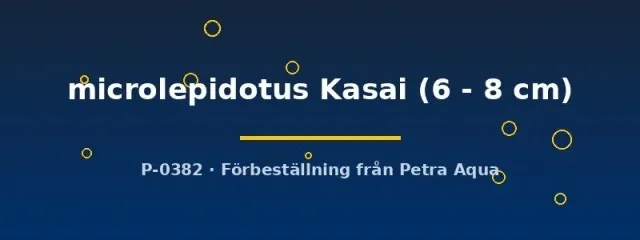 Näsets Ciklidhobby Cyprichromis microlepidotus Kasai ciklid 6–8 cm